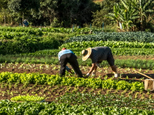 2 people farming in a field of vegetables 2 people farming in a field of vegetables